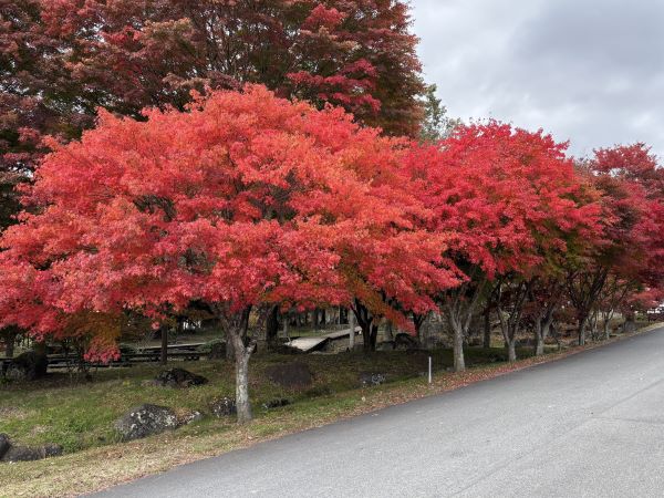 みごとな紅葉